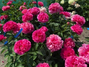 Thumbnail of Peony Glory of Rome®, image 9 of 10