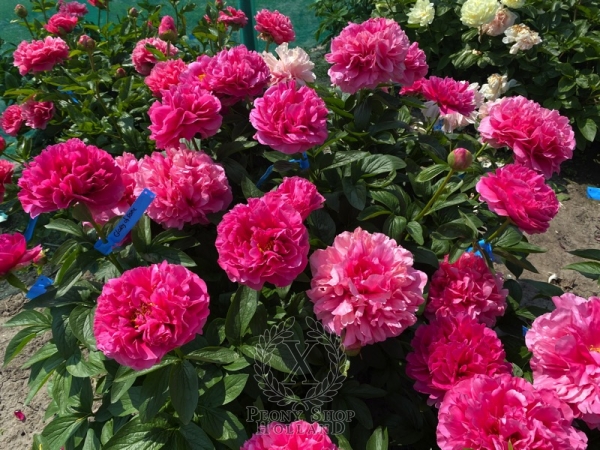 Peony Glory of Rome®, image 9 of 10