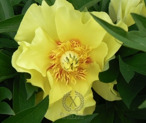 Thumbnail of Peony Going Bananas, image 1 of 2