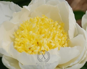 Thumbnail of Peony Gold Standard, image 1 of 2