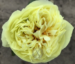 Thumbnail of Peony Gold Strike, image 1 of 5