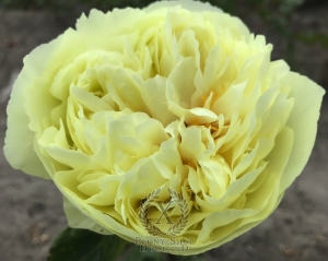 Thumbnail of Peony Gold Strike, image 2 of 5