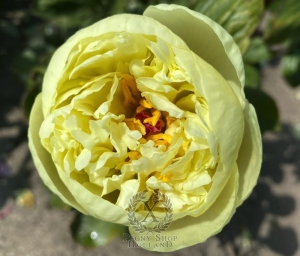 Thumbnail of Peony Gold Strike, image 3 of 5