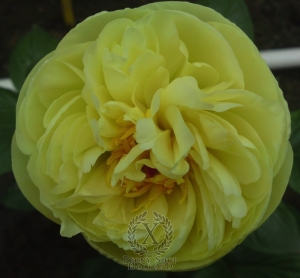 Thumbnail of Peony Gold Strike, image 4 of 5