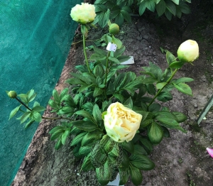 Thumbnail of Peony Gold Strike, image 5 of 5