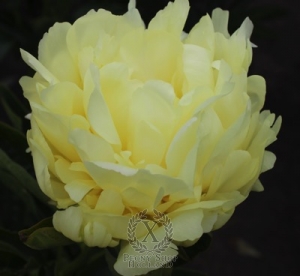 Thumbnail of Peony Goldmine, image 1 of 3