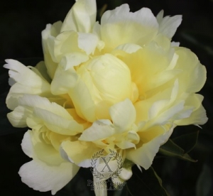 Thumbnail of Peony Goldmine, image 2 of 3