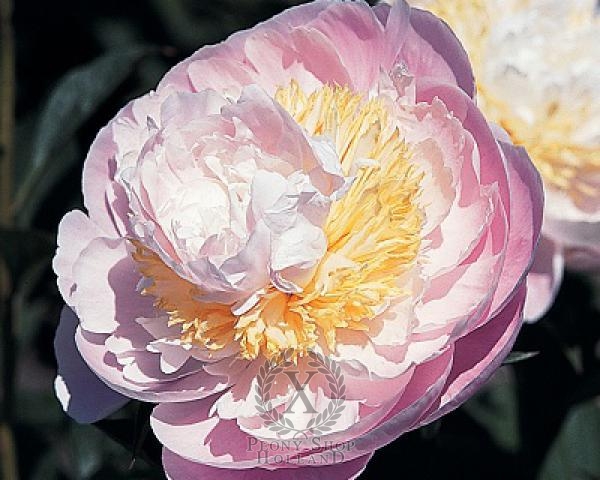 Peony Golly, image 1 of 1