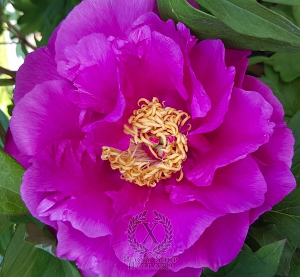 Peony Gordon E. Simonson