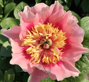 Thumbnail of Peony Gosia, image 1 of 7