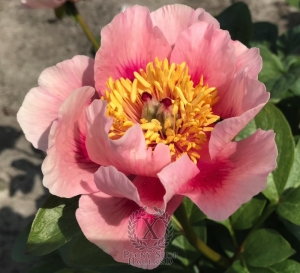 Thumbnail of Peony Gosia, image 2 of 7