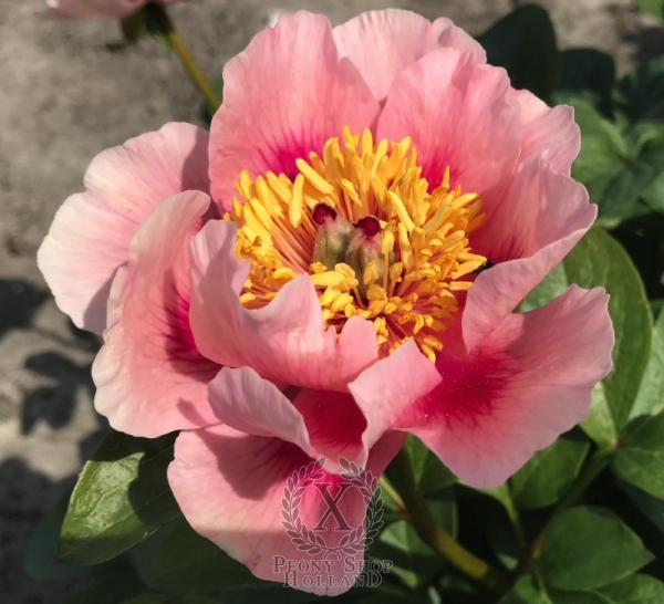 Peony Gosia, image 2 of 7