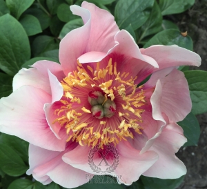 Thumbnail of Peony Gosia, image 3 of 7