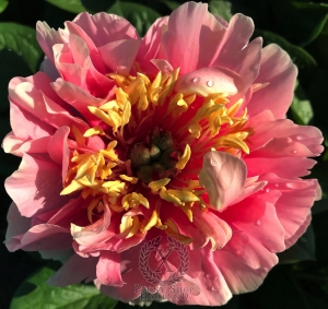 Thumbnail of Peony Gosia, image 4 of 7