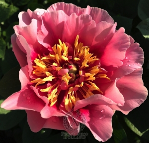 Thumbnail of Peony Gosia, image 5 of 7