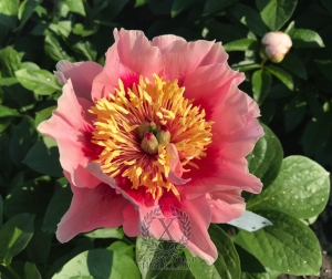 Thumbnail of Peony Gosia, image 7 of 7