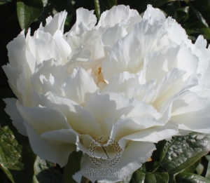 Thumbnail of Peony Grand Massive, image 1 of 2