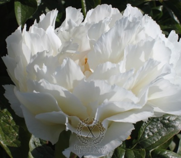 Peony Grand Massive, image 1 of 2