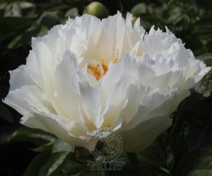 Thumbnail of Peony Grand Massive, image 2 of 2