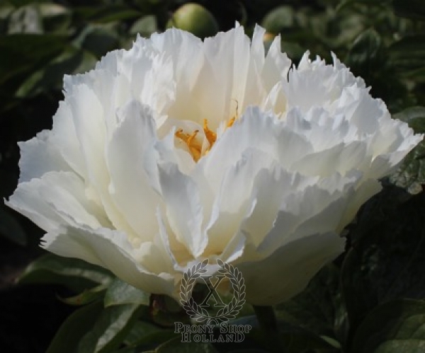 Peony Grand Massive, image 2 of 2