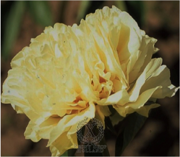Peony Great Northern, image 1 of 1