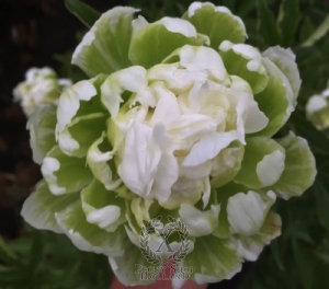 Thumbnail of Peony Green Halo, image 1 of 5