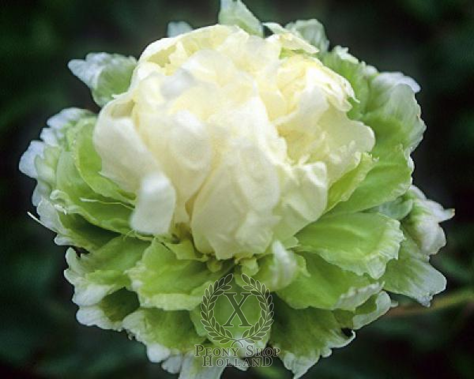 vloeistof capsule Absoluut Peony Green Halo at peony nursery Peonyshop.com