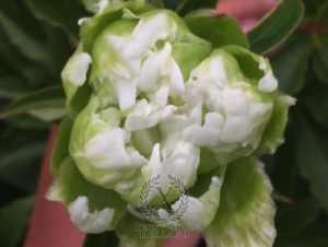 Thumbnail of Peony Green Halo, image 3 of 5