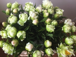 Thumbnail of Peony Green Halo, image 5 of 5