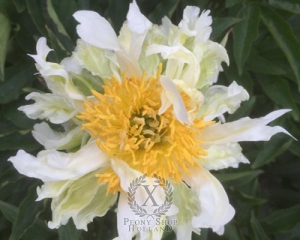 Thumbnail of Peony Green Lotus, image 1 of 2