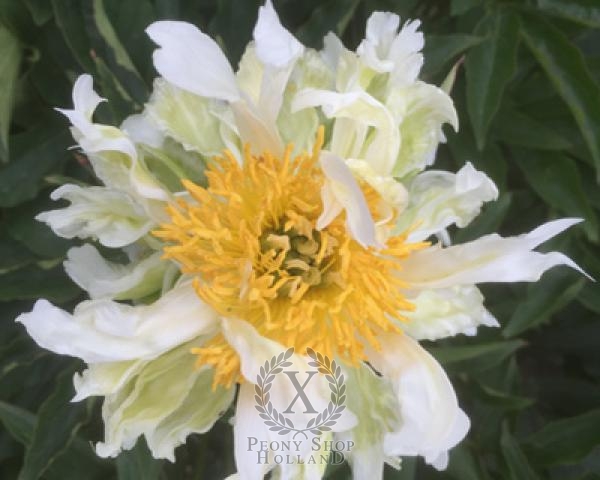 Peony Green Lotus, image 1 of 2