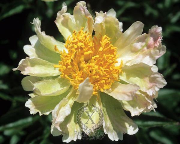 Peony Green Lotus, image 2 of 2