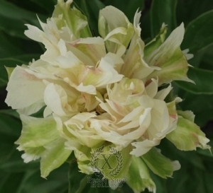 Thumbnail of Peony Green Monster, image 1 of 1