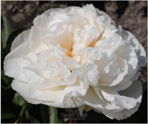 Thumbnail of Peony Greenland, image 1 of 1