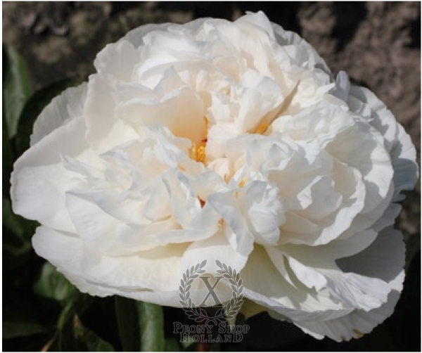 Peony Greenland