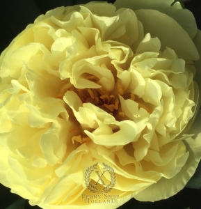 Thumbnail of Peony Hadrian, image 1 of 8