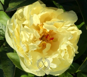 Thumbnail of Peony Hadrian, image 2 of 8