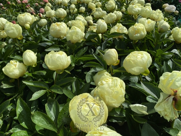 Peony Hadrian, image 3 of 8