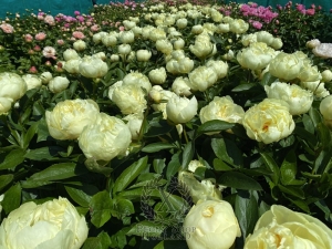 Thumbnail of Peony Hadrian, image 4 of 8