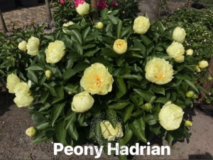 Thumbnail of Peony Hadrian, image 5 of 8