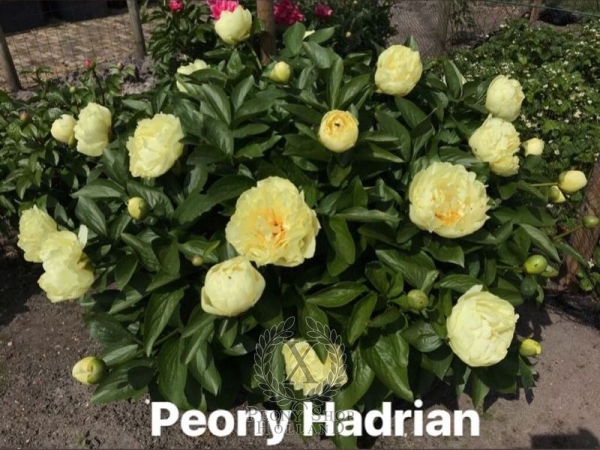 Peony Hadrian, image 5 of 8