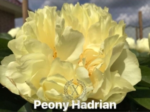 Thumbnail of Peony Hadrian, image 8 of 8