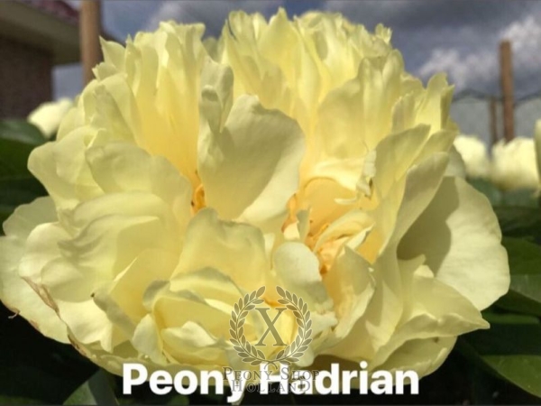 Peony Hadrian, image 8 of 8