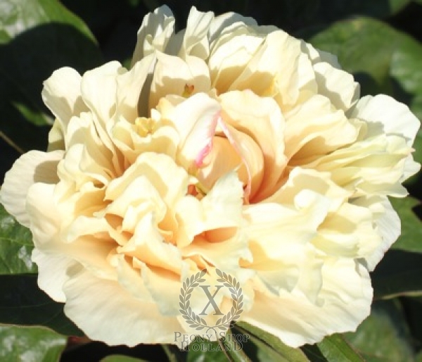 Peony Heavenly Hint