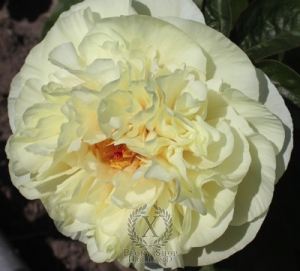 Thumbnail of Peony Heavenly Ivory, image 1 of 1