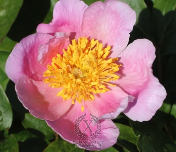 Peony Heavenly Kiss