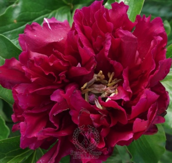 Peony Heavenly Mansion