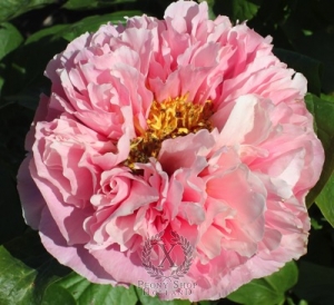 Thumbnail of Peony Heavenly Masterpiece, image 1 of 1