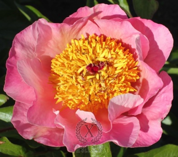 Peony Heavenly Pink