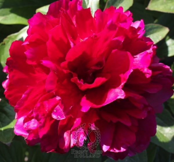 Peony Heavenly Red
